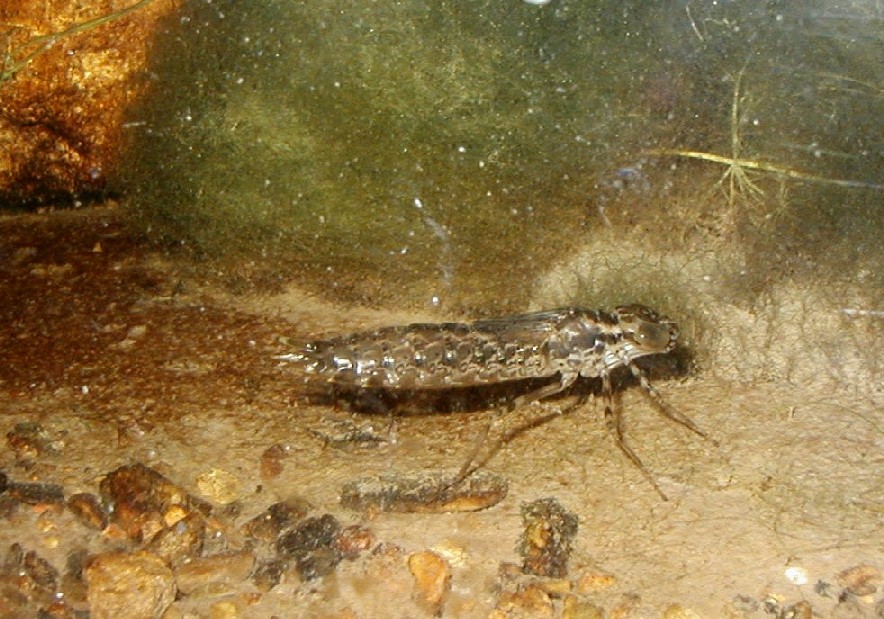 Grossa larva di libellula da identificare - Anax sp.